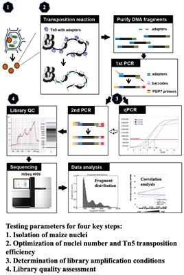 Establishing an optimized ATAC-seq protocol for the maize
